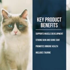 Fussie Cat Market Fresh Grain Free Salmon Recipe Dry Cat Food 14 Fussie Cat Market Fresh Grain Free Salmon Recipe Dry Cat Food -Peticlean Shop 39110 1576262947