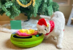 Injoya Cat Puzzle Toy -Peticlean Shop IMG 2929 720x ac83d681 80fd 4258 a3eb b78eedba27be