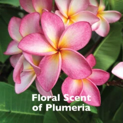 SPA By TropiClean Lavish Nourish Conditioner For Pets -Peticlean Shop bq6qavljw5qdffvrko7z