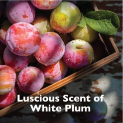 SPA By TropiClean Lavish Renew Cologne Spray For Pets -Peticlean Shop lxij8hy1fijhbnvlbass b535cb2d 4594 48ce 9a36 665128d40ffb