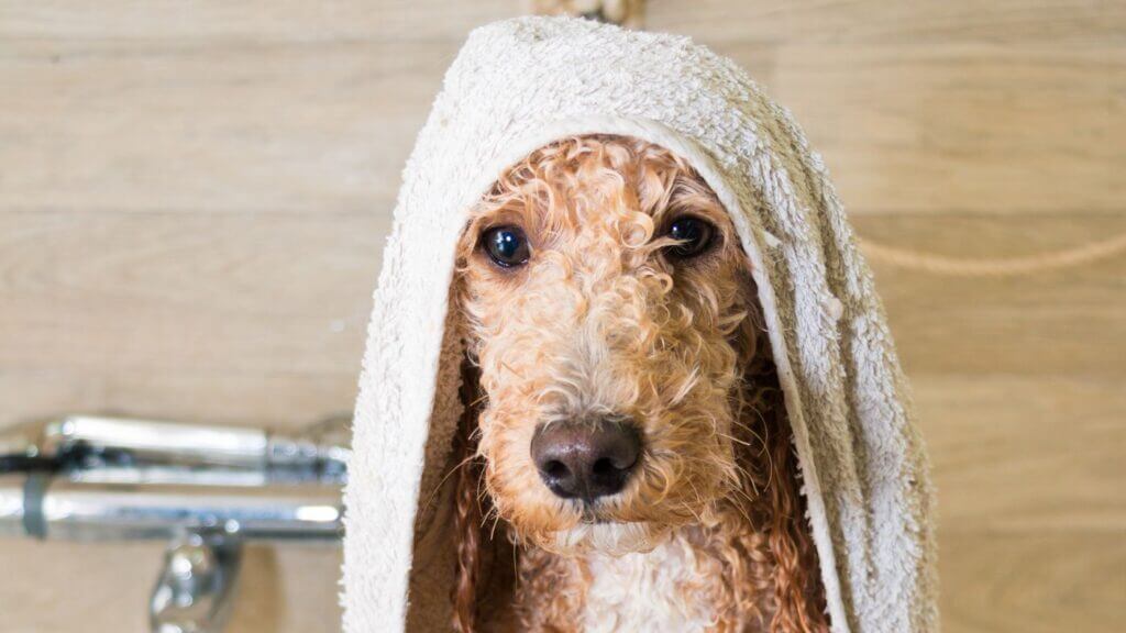 Peticlean Shop -Peticlean Shop 4 1024x576 1