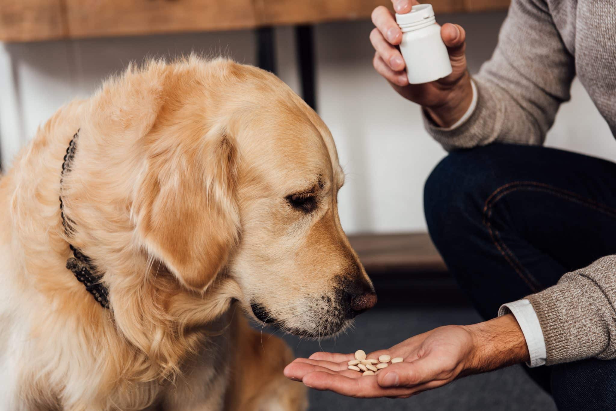 Peticlean Shop -Peticlean Shop man holding pills out to dog scaled 1