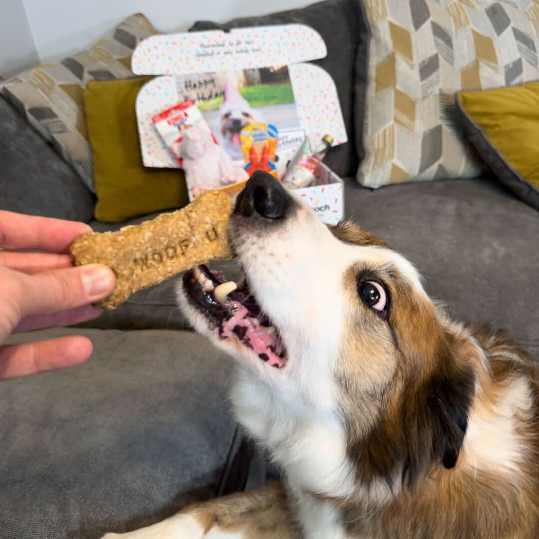 Peticlean Shop -Peticlean Shop temp yqsldTR